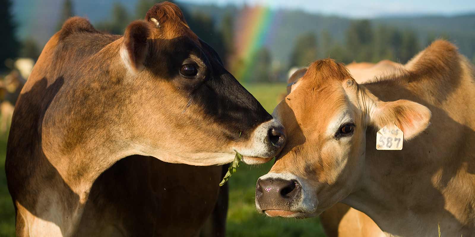 Rootstock | BFFs: Bovine Friends Forever | Organic Valley Do cows have best friends