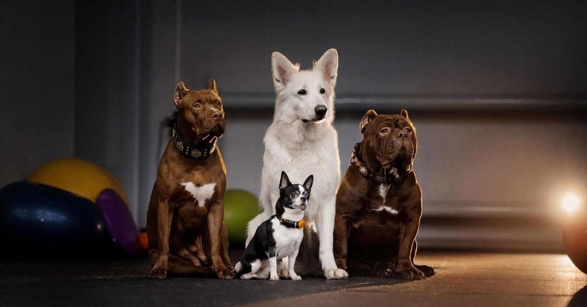 24 Best Family Dog Breeds That Will Brighten Your Life 24 Best Family Dog Breeds That Will Brighten Your Life