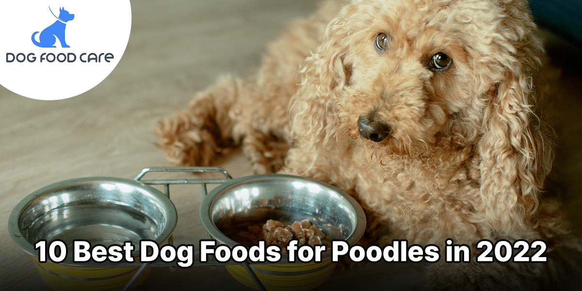 Best Dog Food for Poodles