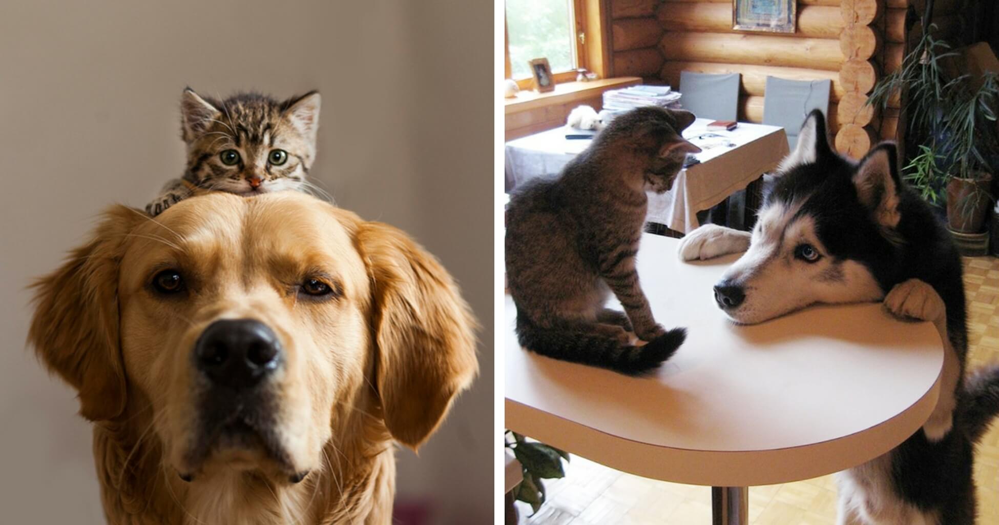 Best Dogs with Cats Perfect Companions