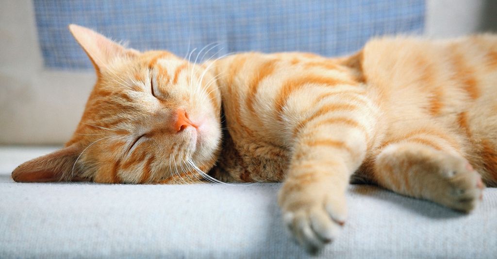 Best Cat Boarding Near Me Options for a Relaxing Pet Stay Best Cat Boarding Near Me Options for a Relaxing Pet Stay