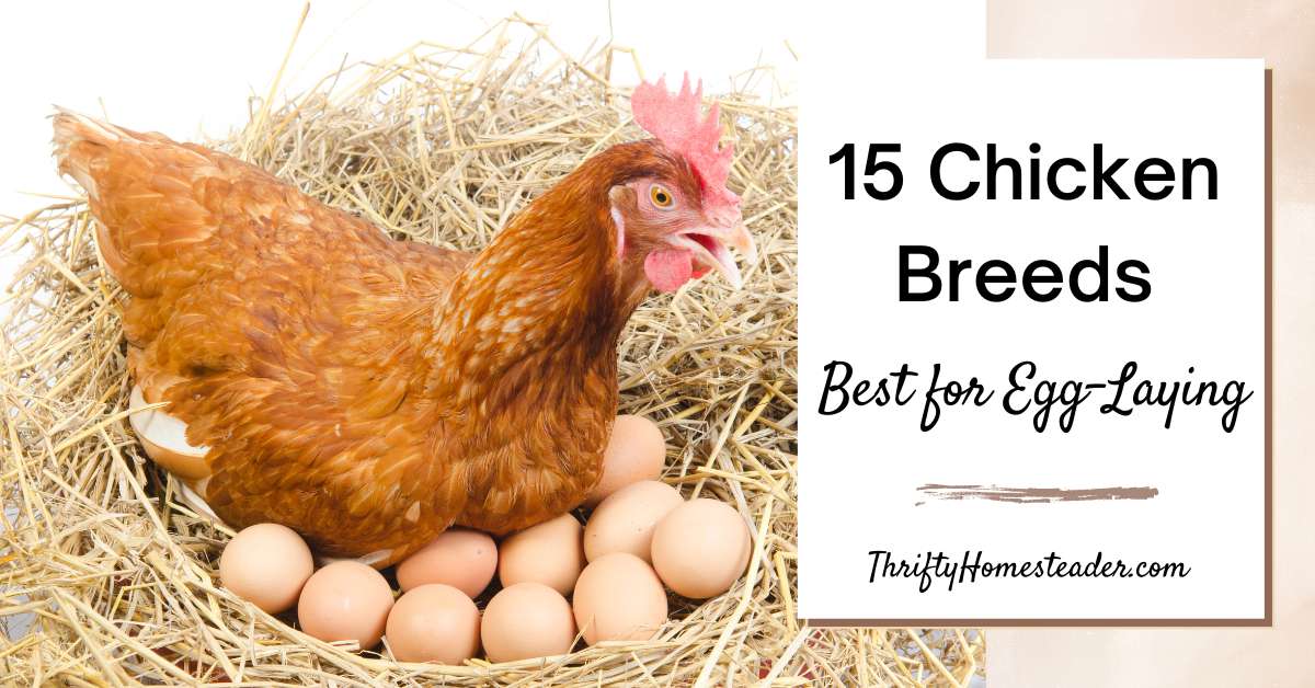 Best Laying Chickens for Eggs