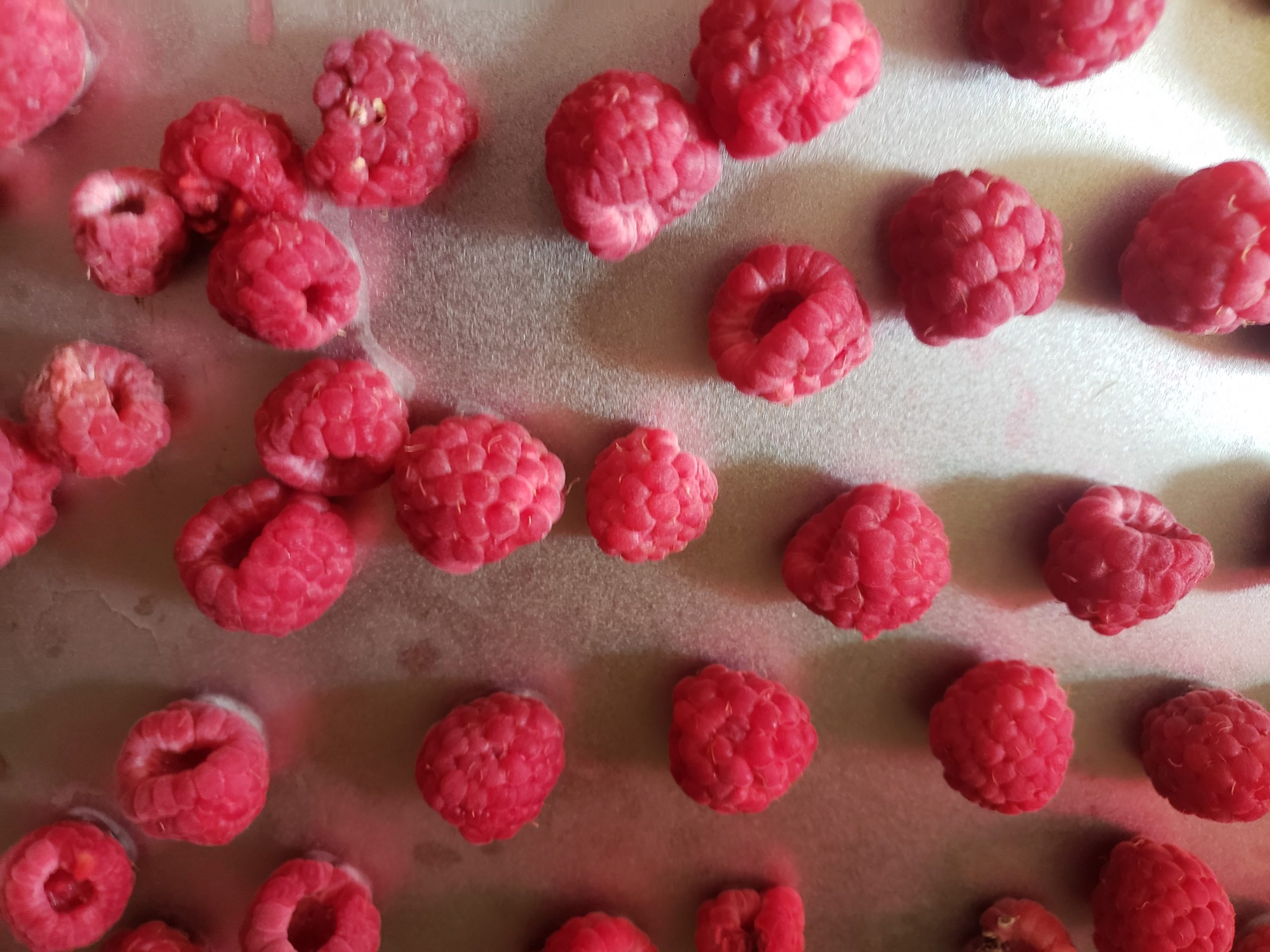 Freezing Raspberries Perfectly In 4 Easy Steps - The Outdoor Apothecary Freezing Raspberries Perfectly In 4 Easy Steps - The Outdoor Apothecary