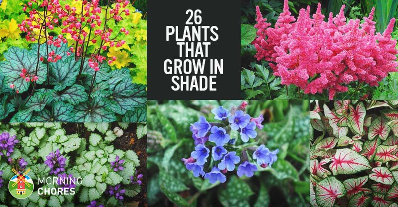 Best flowering plants for shade in your backyard