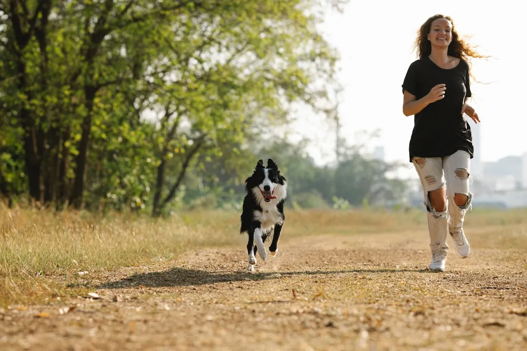 Best dog breeds for service dogs and their exceptional qualities