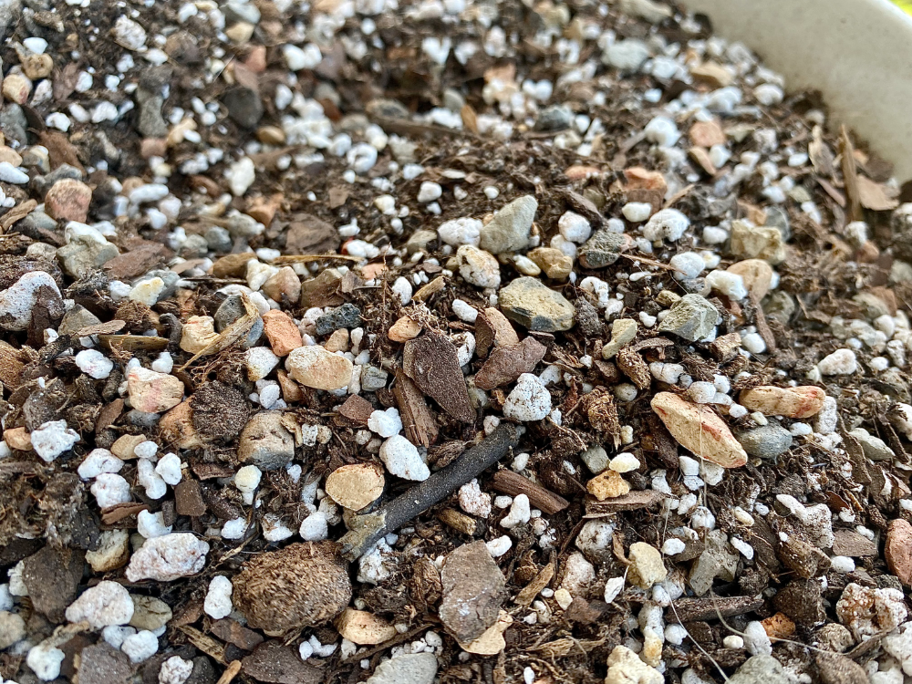 Best Dirt for Succulents The Ultimate Guide