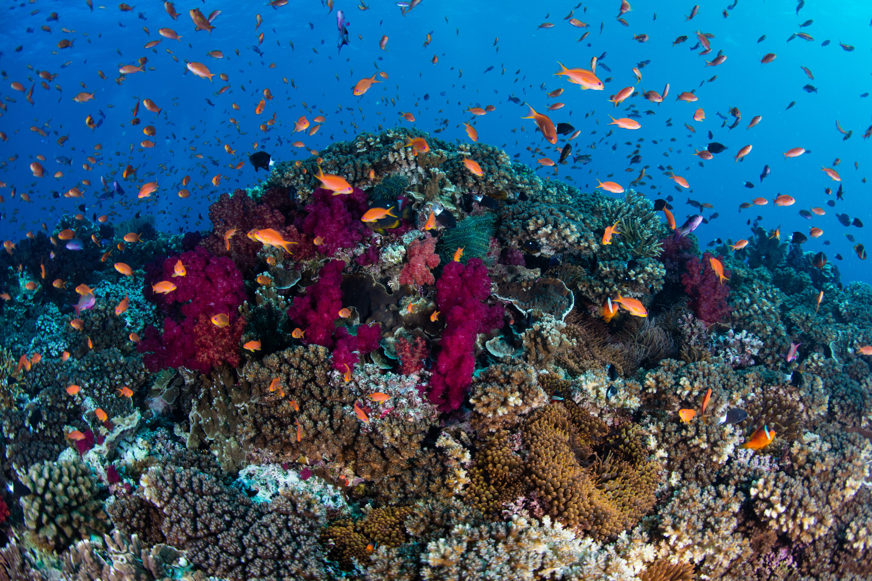 10 Best Places for Scuba Diving Around the World - AFAR Best scuba diving locations