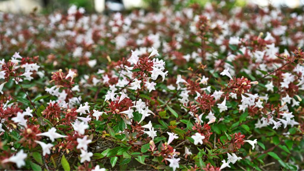 Best Bushes for Shade Create an Attractive and Low-Maintenance Outdoor Space