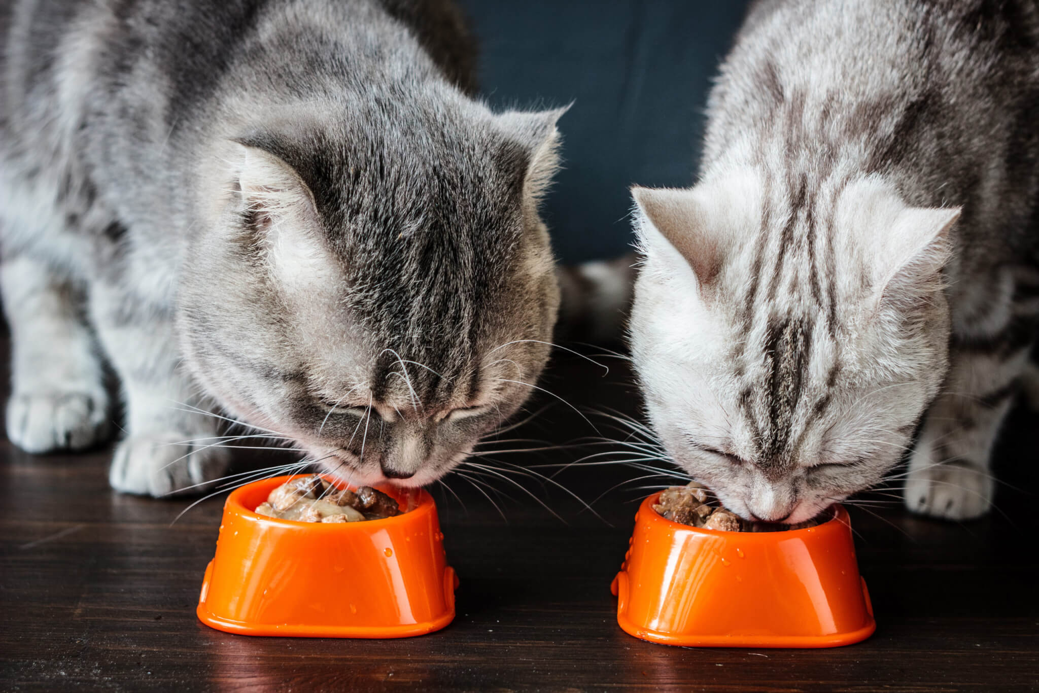 Best wet cat food