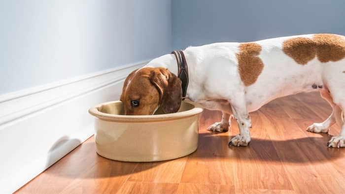 Best Food for Dachshunds