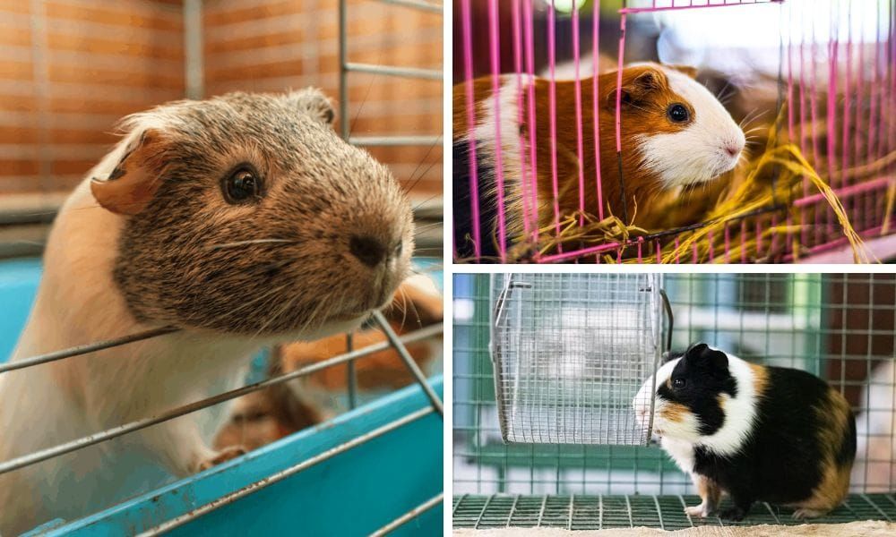 Best cages for guinea pigs