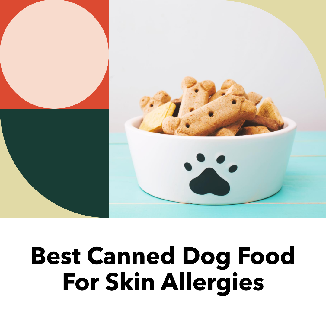 Best skin allergy dog food