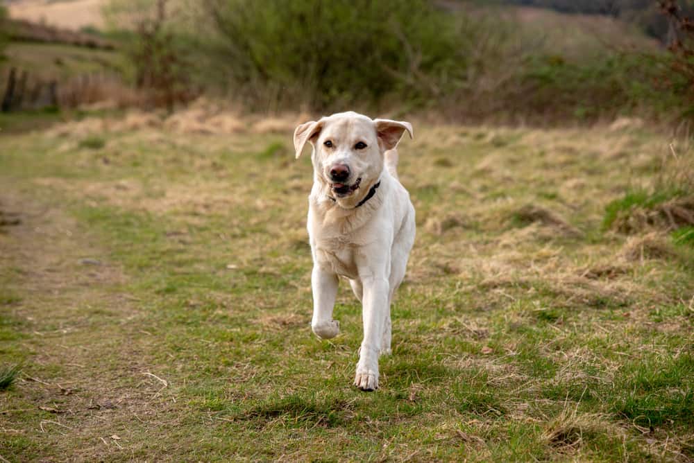 Best Dog to Take Running