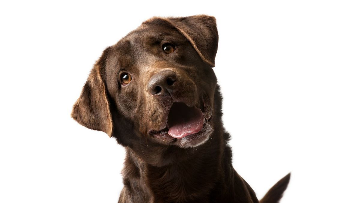 Best Dog Brush for Labs – Choosing the Right Grooming Tool for Your Labrador
