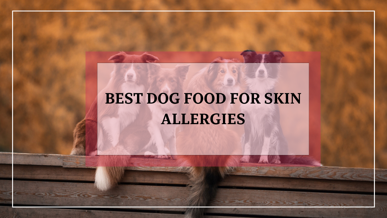 Best dog food for allergic dog is crucial for dog health