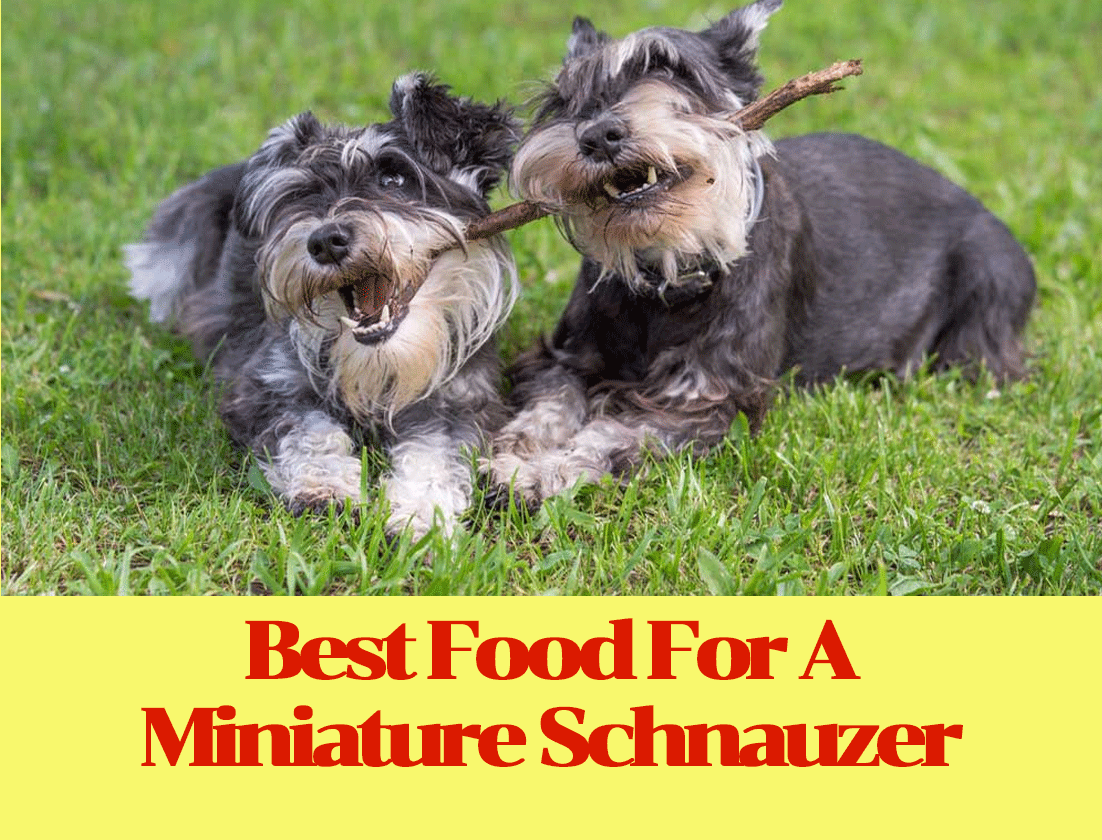 An attractive and concise title for Best Food for Miniature Schnauzer