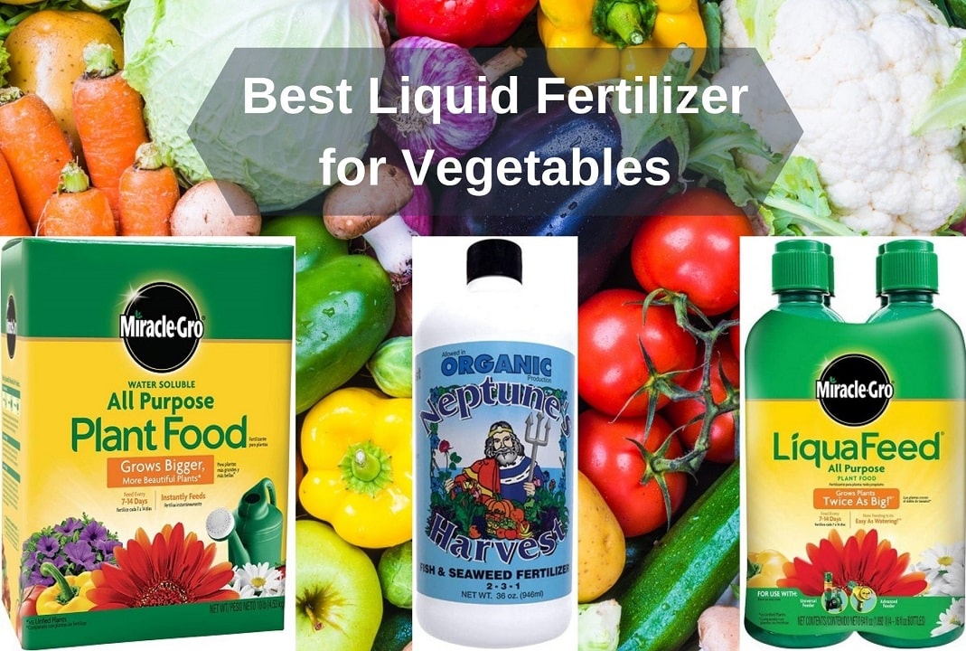 Best Liquid Yard Fertilizer for a Lush Green Lawn and Garden