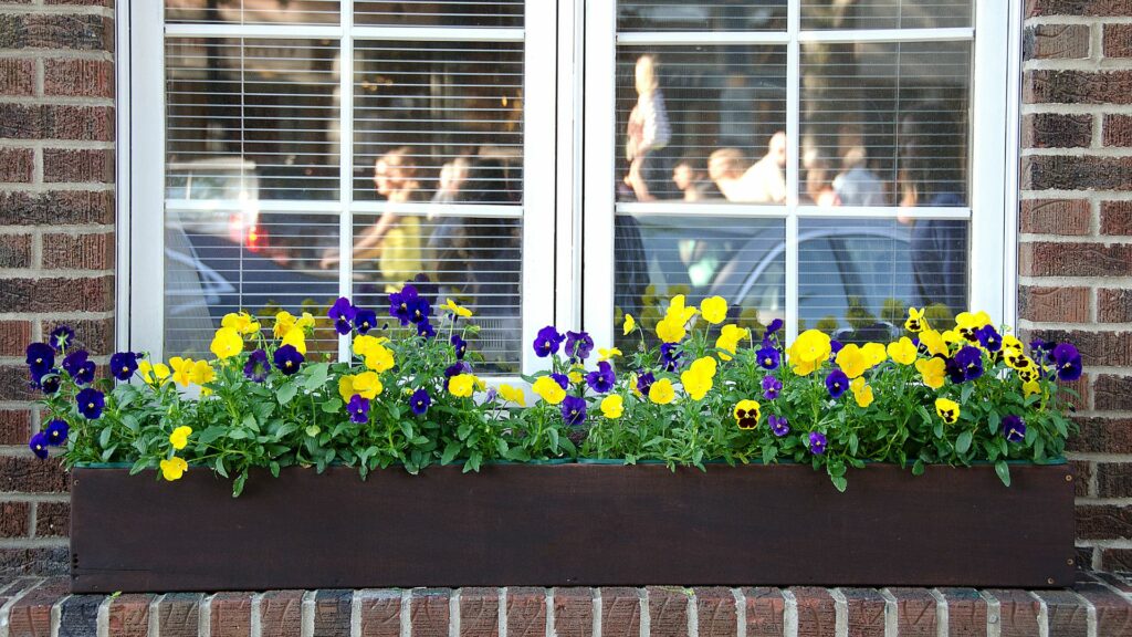 10 Best Plants for Window Boxes Best plants for window boxes