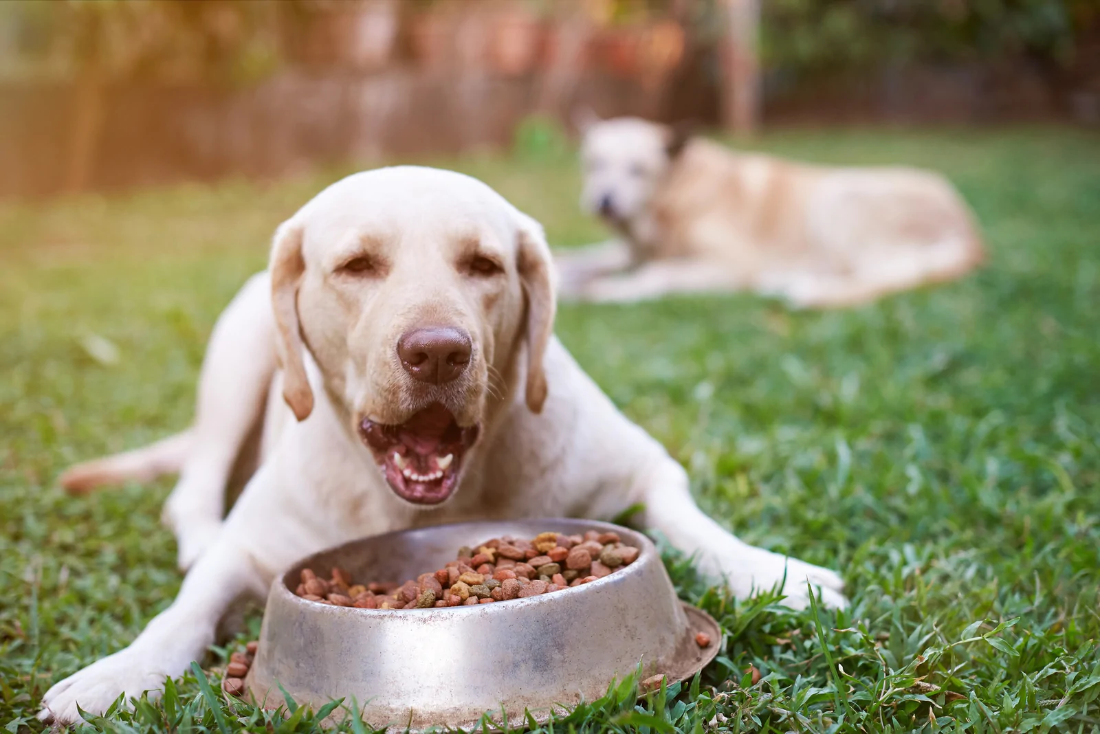 Best Moist Dog Food for Older Dogs