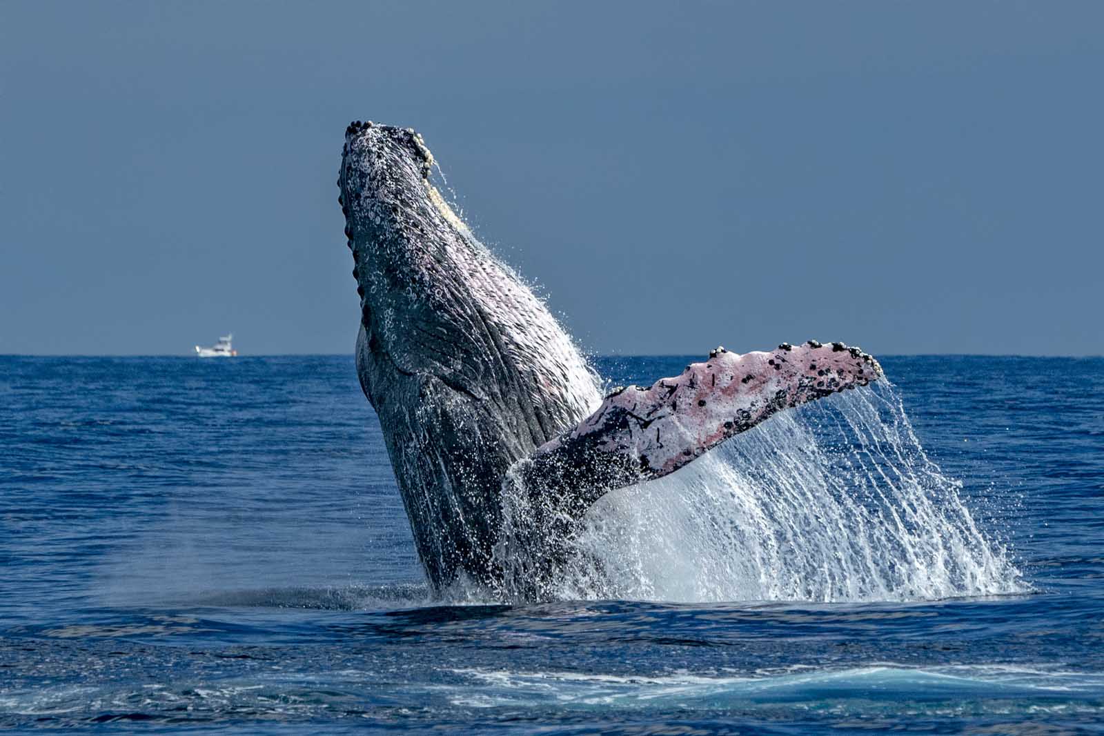27 Best Things to Do in Cabo San Lucas in 2023 - The Planet D Best things to do in cabo san lucas mexico