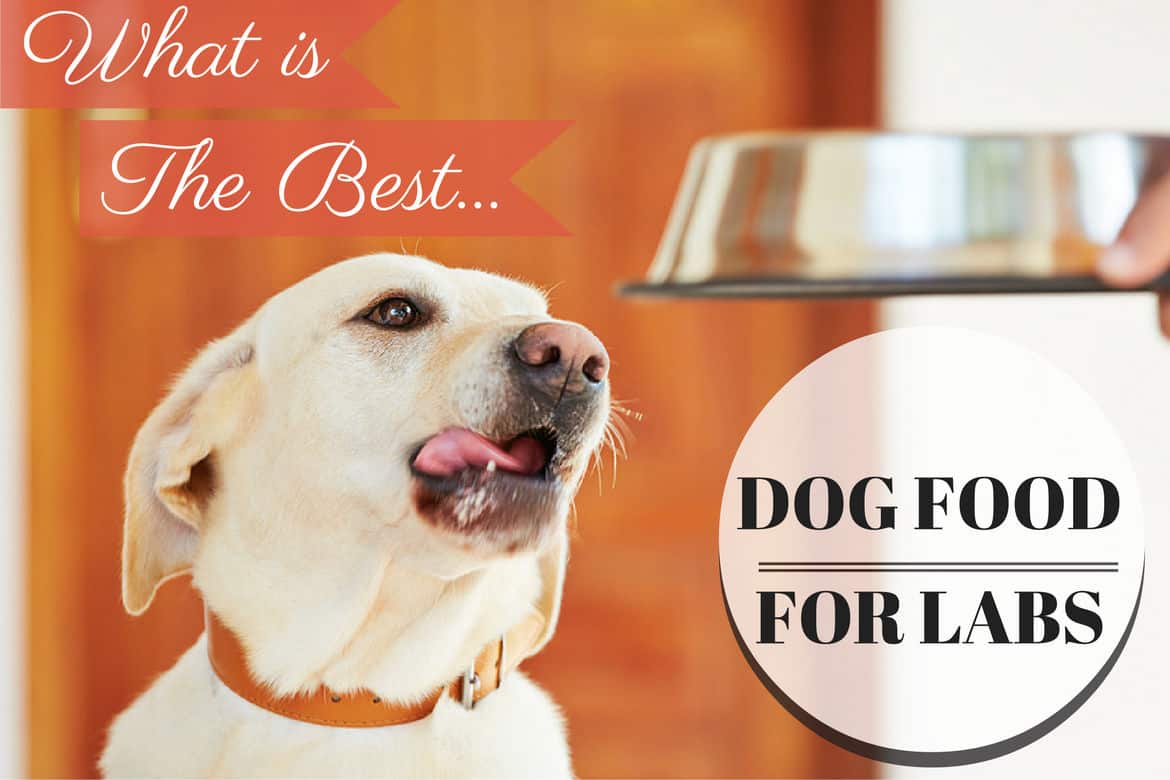Best Food for Labs Nutrition for Canine Companion