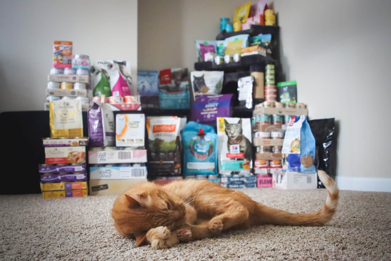 Best Cat Food for Hairballs Reduces Shedding and Hairball Formation