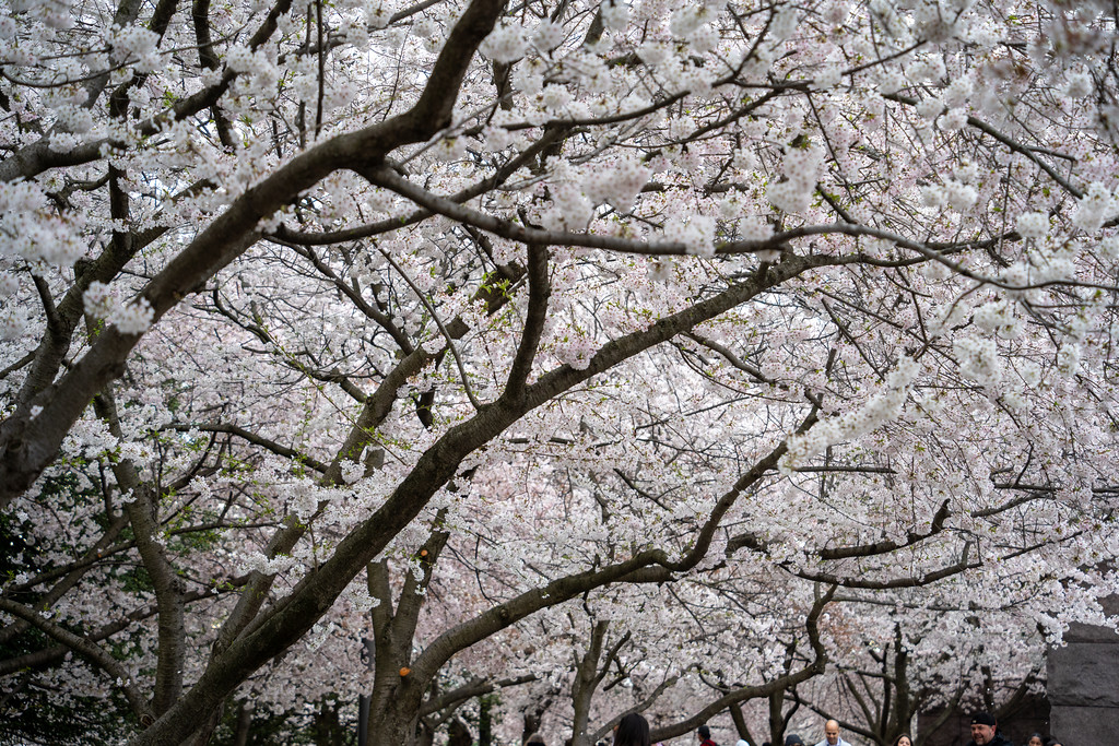 Best place to view cherry blossoms in washington dc