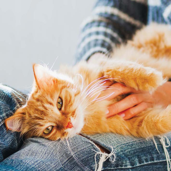 Best Low Dust Cat Litter Options