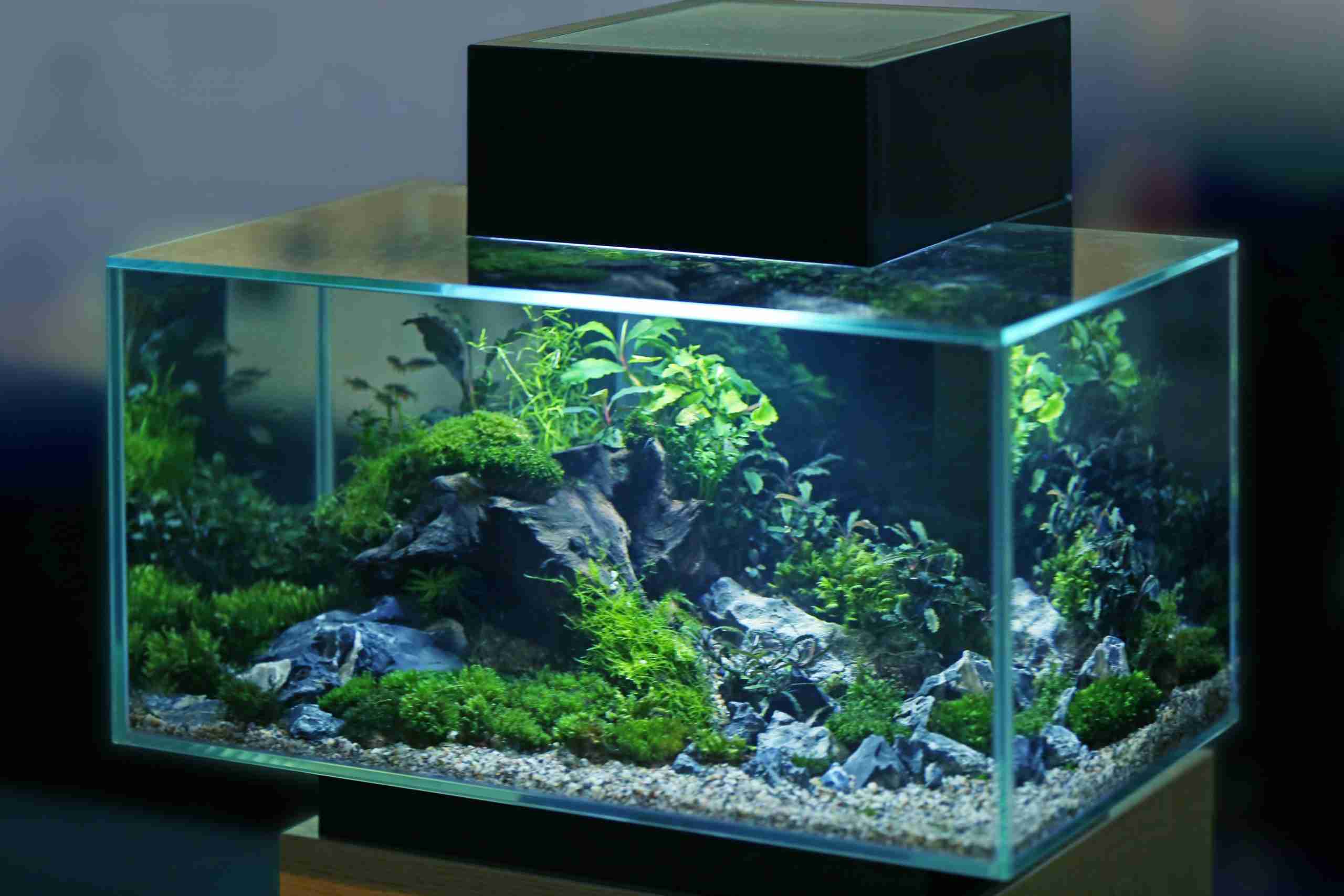 Best Fish for 20 Gallon Tank Selection