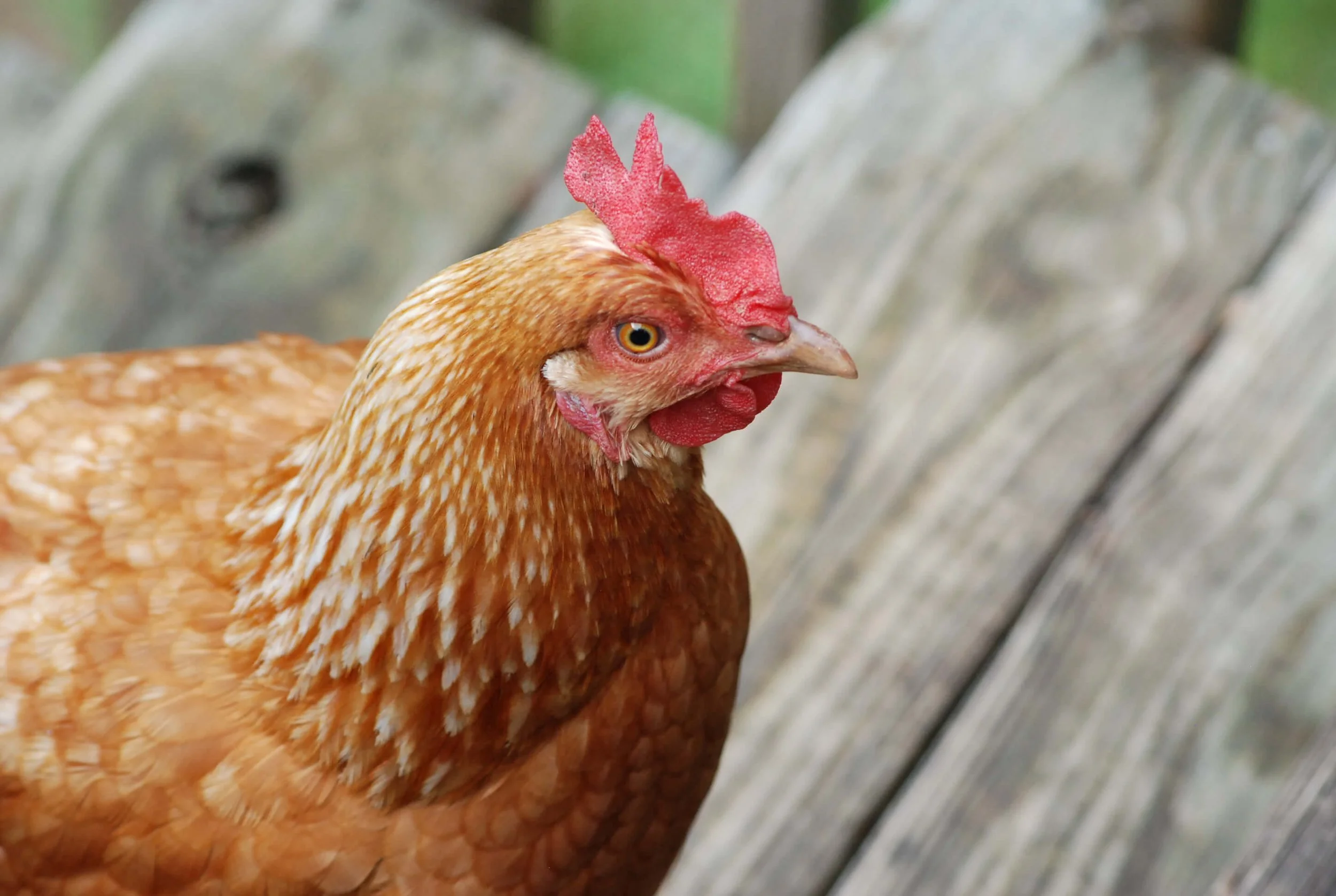 Best Egg Laying Chicken Top Breeds and Tips
