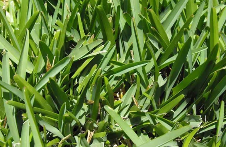 Best Grass for Shaded Areas, Choose Wisely