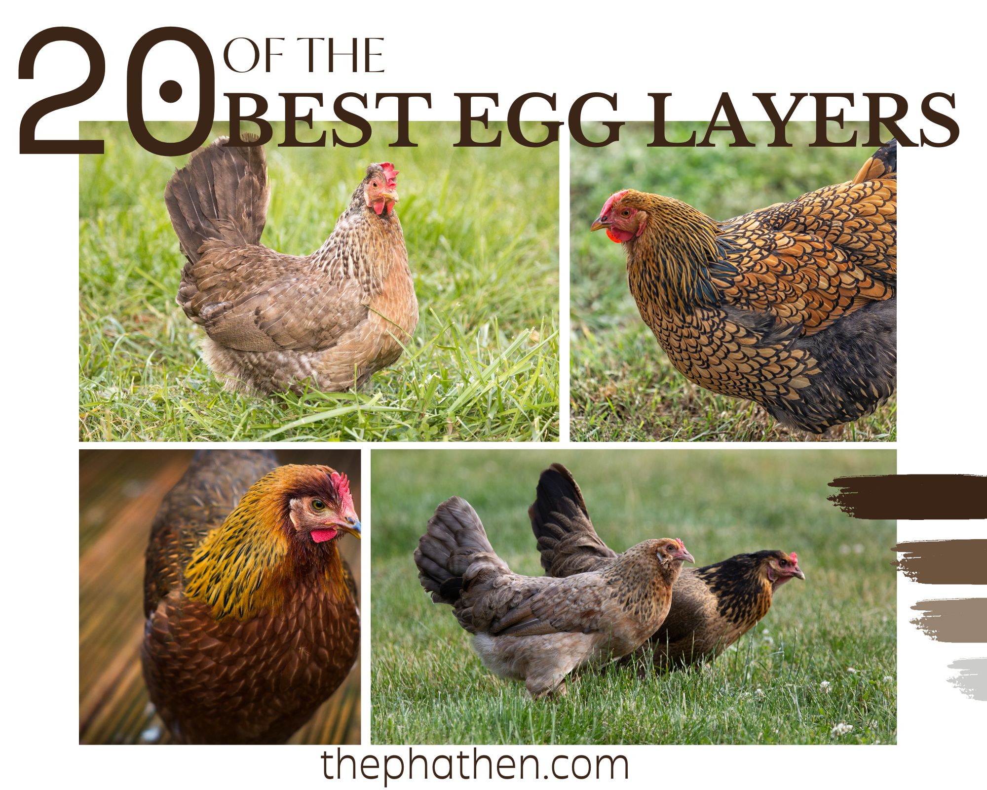 An in-depth guide to Best Chicken Laying Eggs