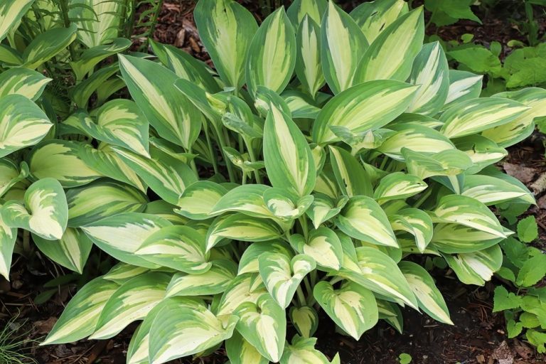 Best Flowers for the Shade Garden
