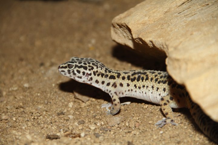 Tile as a substrate for leopard geckos | Leopard gecko, Gecko, Reptile ... Best substrate for leopard geckos