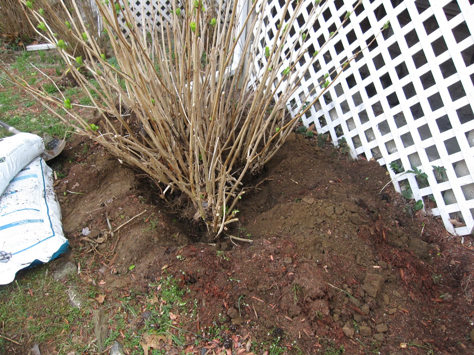 Best time to transplant hydrangeas