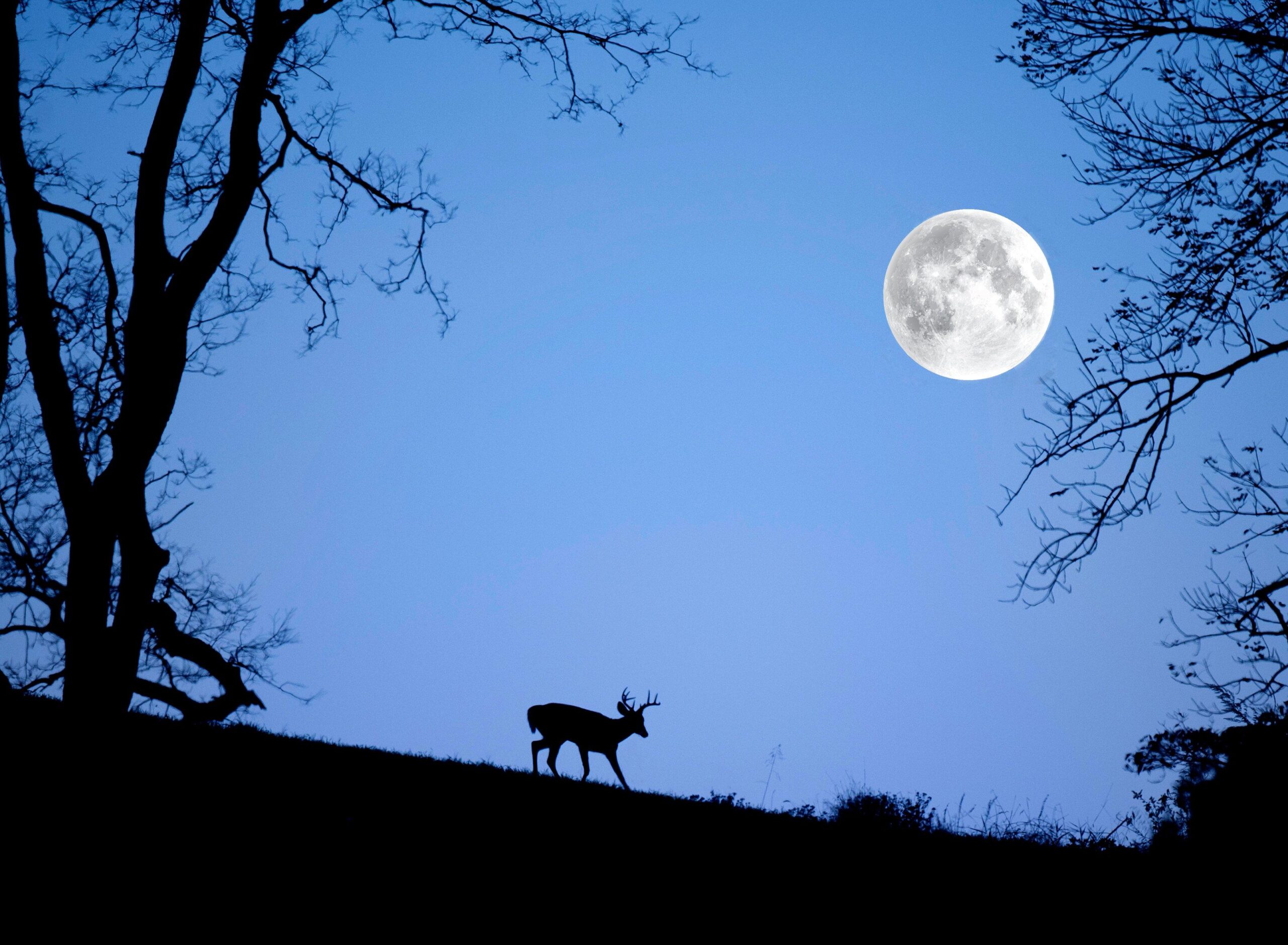 Best Deer Hunting Times Every Hunter Must Know