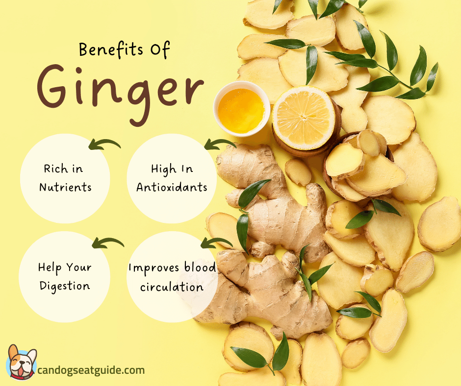 Best Herbs for Dogs