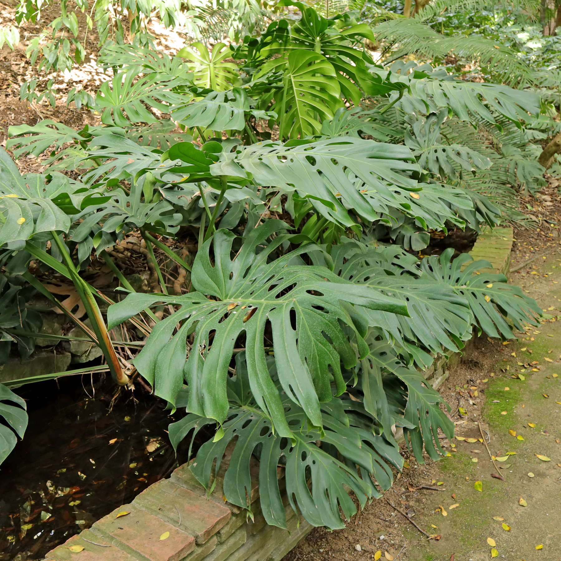 Best large indoor plants for homes and offices