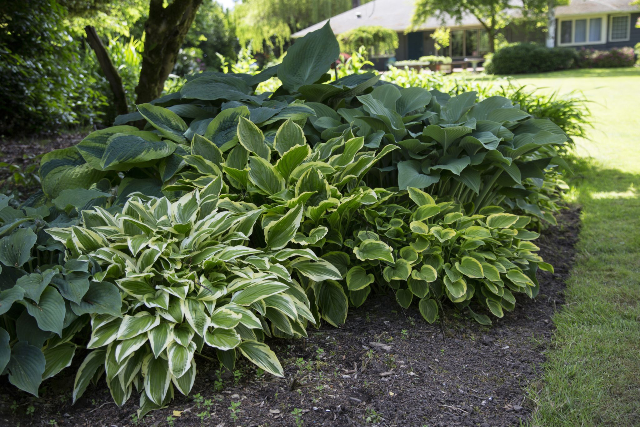 31 Shade Plants for your garden - Momcrieff Plants that do best in shade