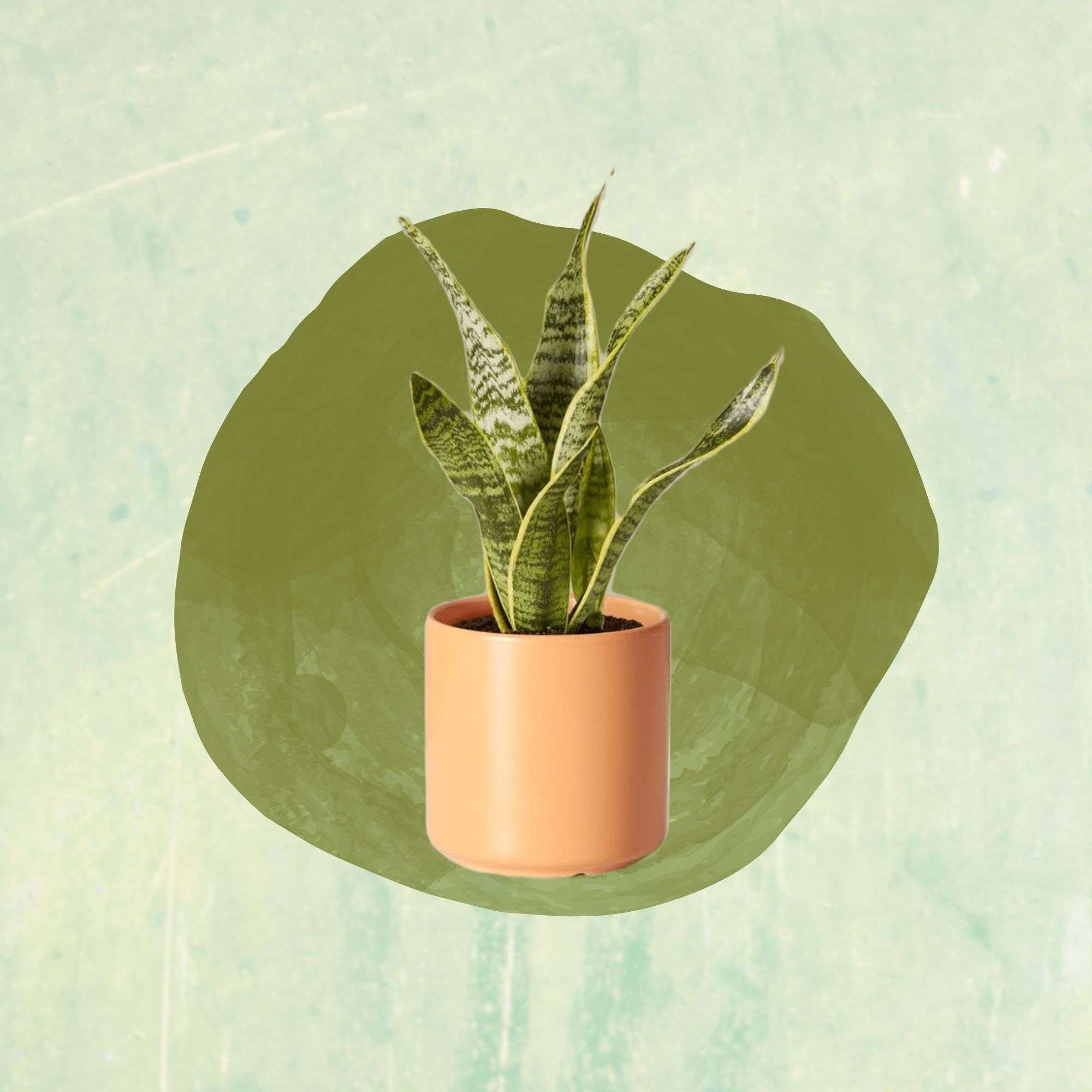 Best Indoor Plants for Beginners Suitable for Small Spaces