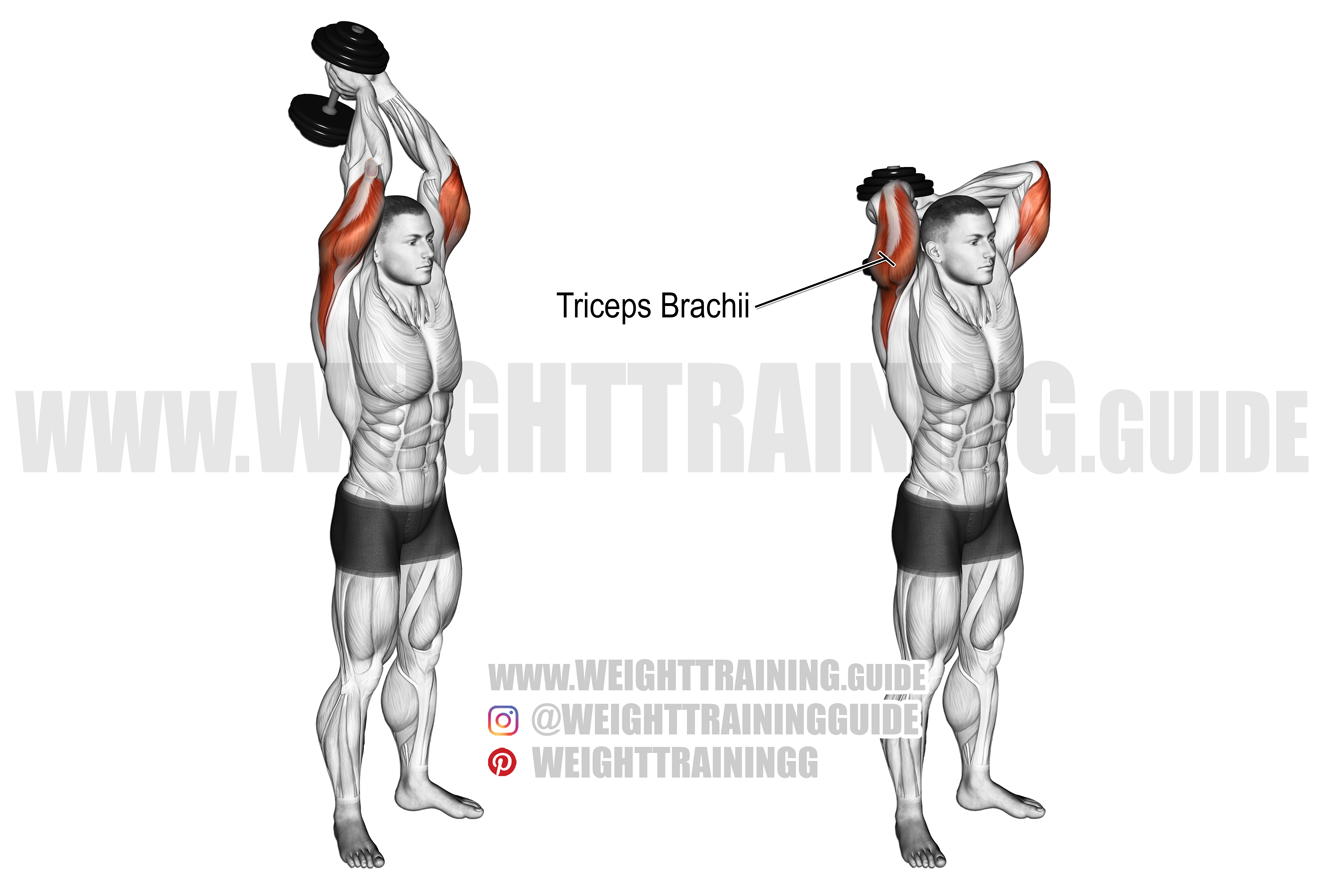 Tricep Workouts With Dumbbells And Barbell | EOUA Blog Best tricep exercises with dumbbells