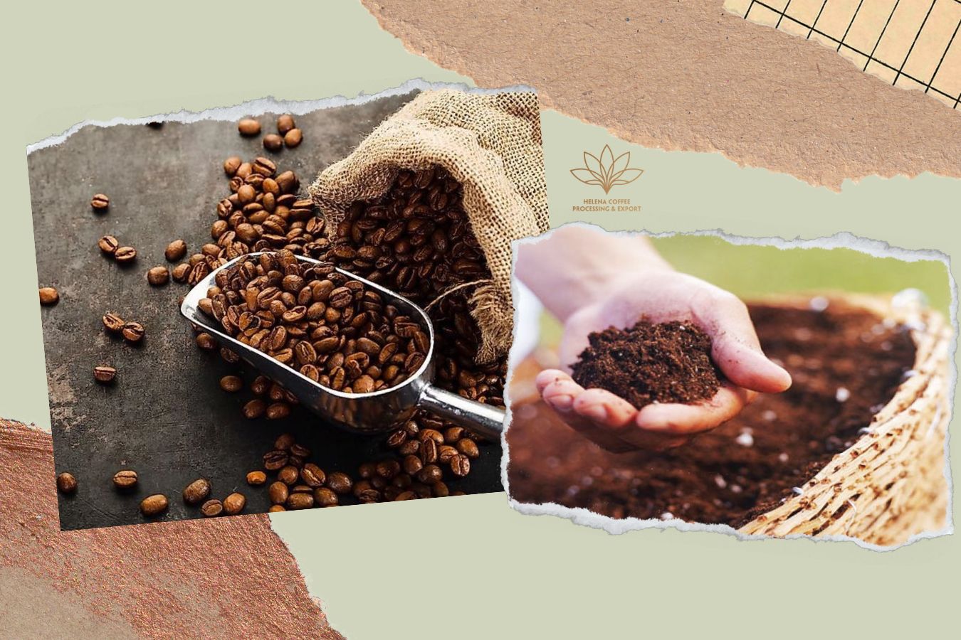 Best Organic Coffee Beans for Perfect Flavor and Sustainability