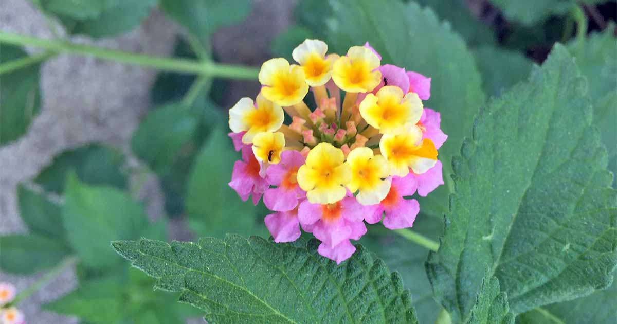 Best Perennial Plants for Full Sun
