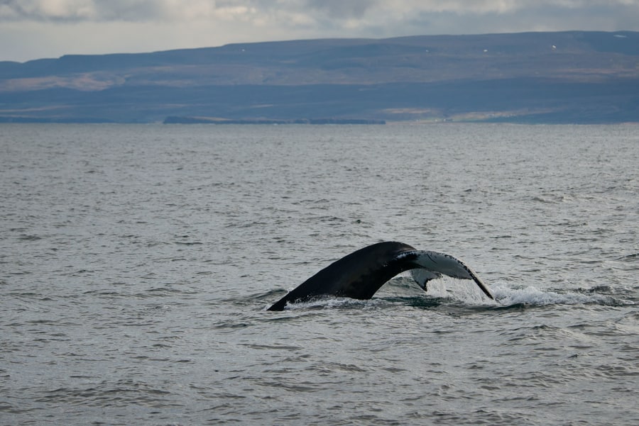 Best Time to Visit Iceland and the Weather - BonAdvisor Best times to visit iceland