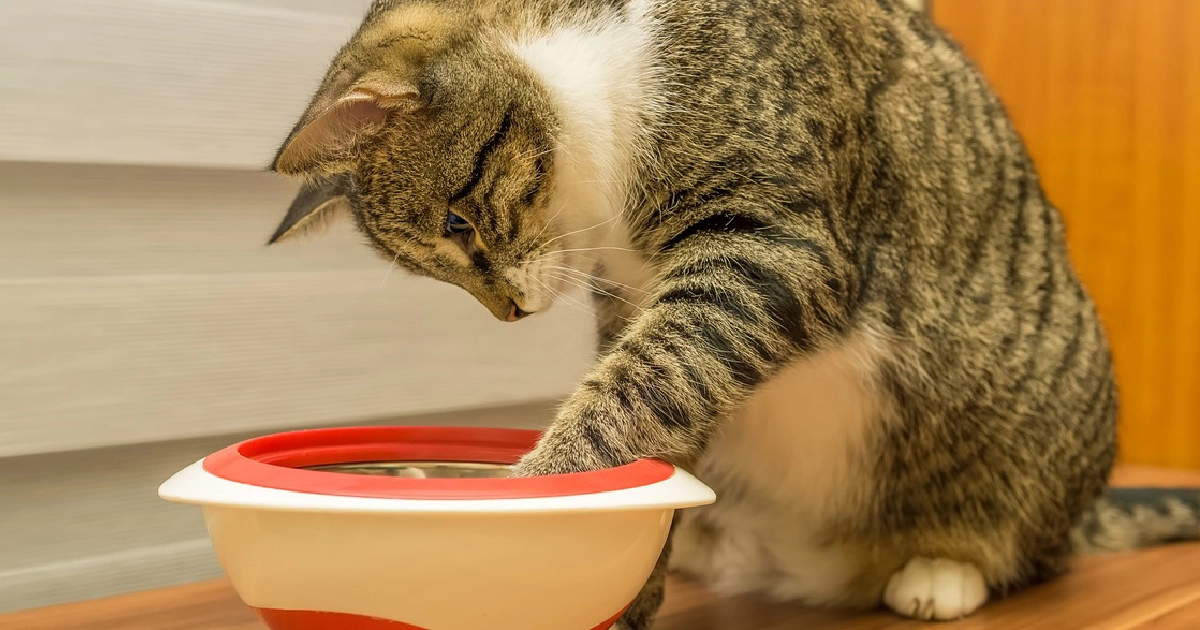 Best Cat Food for Cats That Throw Up Solutions for Vomiting Cats
