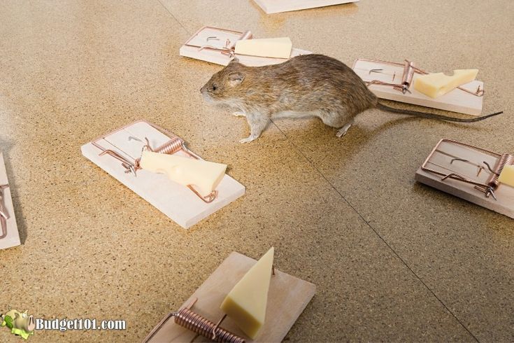 Best bait for mouse traps
