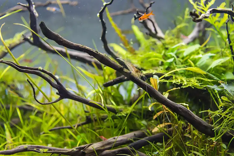 Best substrate for planted tank