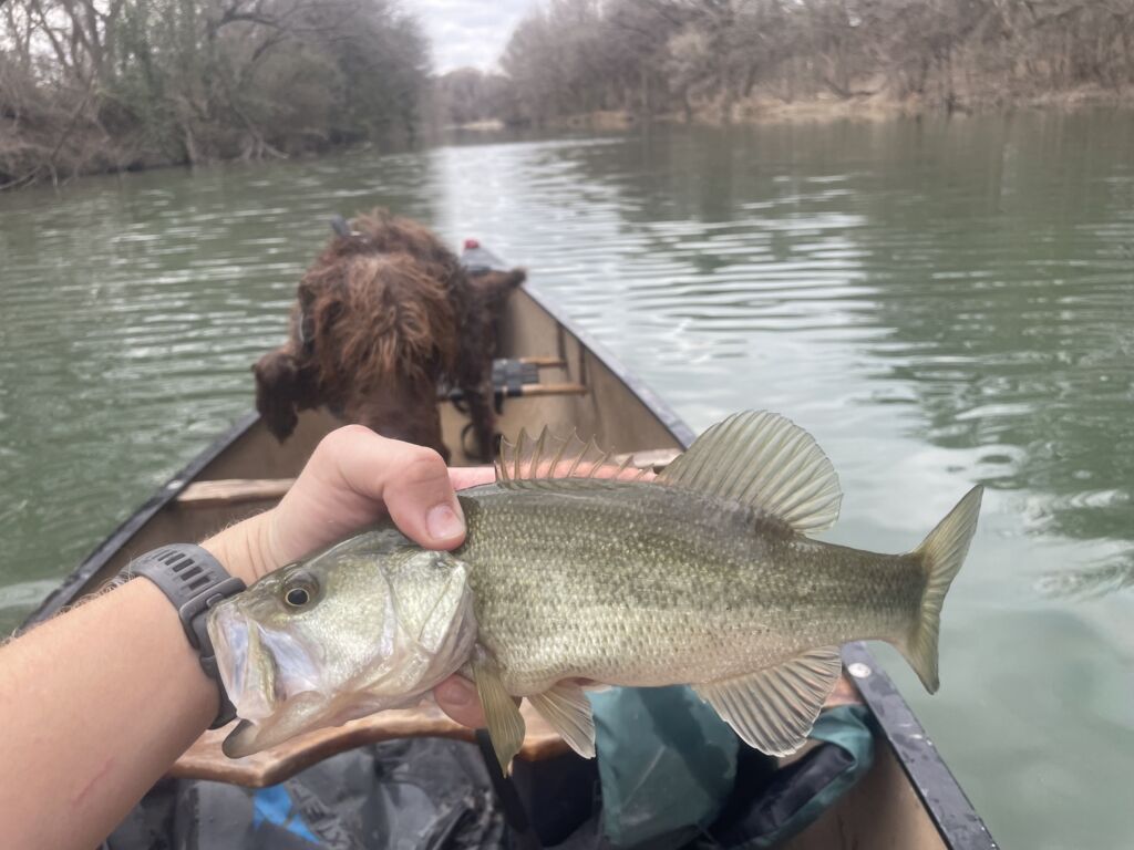 Best largemouth bass lures are key to a successful fishing trip