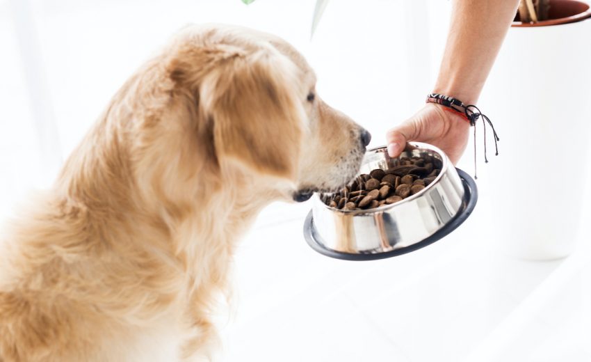 Best Budget Dog Food Summary