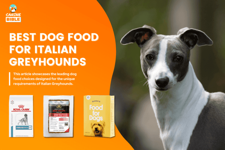 Best Dog Food for Pugs